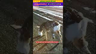 दयालु आदमी की इंसानियत से हिरण को मिली दर्द से आजादी 🥹🙏 animal animals animallover deer [upl. by Lihas]