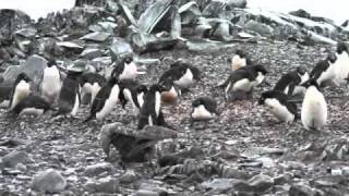 Antarctica  Penguin Chick Kill [upl. by Zennas]