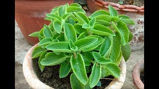 How to grow and take care of Ajwain Leaves Plant  Easiest way [upl. by Ellecrad64]