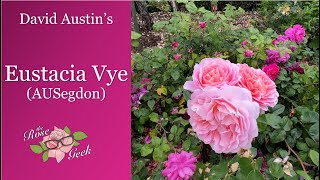 🌹 David Austins Eustacia Vye Rose  AUSegdon  English Rose [upl. by Jamieson]