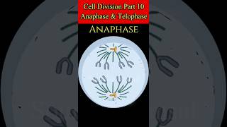 Meiosis Animation science medical cellcycle cellbiology meiosis celldivision recombination [upl. by Eem343]