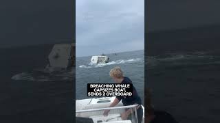 Breaching whale capsizes boat sends 2 overboard off coast of New Hampshire [upl. by Tedd]