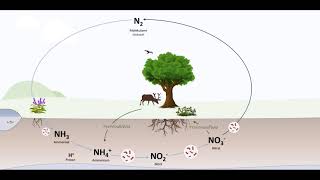 Der Stickstoffkreislauf [upl. by Sivert243]