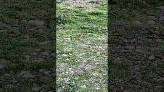 BIRD on the beach on CYPRUS ISLAND [upl. by Aicenod]