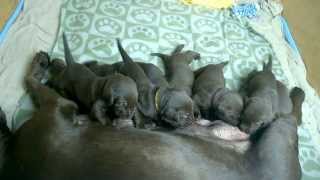 AKC Chocolate Labrador Puppies Day 21 [upl. by Naujik819]