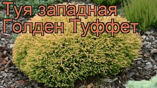 Туя западная Голден Туффет goldentuffet 🌿 обзор как сажать саженцы туи Голден Туффет [upl. by Tynan]