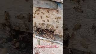 How to bee farming song organichoney beekeeping beehome honey beehive [upl. by Anomer]