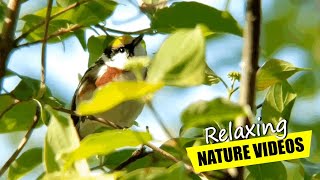 Immerse Yourself in the Magnificent Warbler Experience  Magee Marsh Wildlife Area [upl. by Lola242]