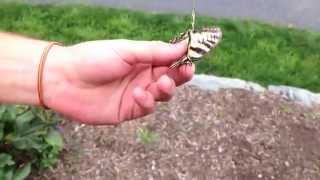 How to Catch a Butterfly without a net using your hands [upl. by Alisia]