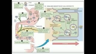 Cobalamin Absorption and Metabolism [upl. by Tolmach566]