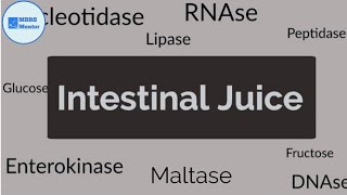 Intestinal Juice  Gastric Physiology [upl. by Tyler]