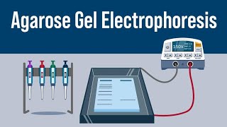 Gel Electrophoresis  Class 12th neet neet2024 biology [upl. by Alacim]