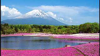 ［HD］MtFuji Lawn Cherry Blossom 富士芝桜まつり 世界遺産に登録の富士山（Fuji World Heritage）花の名所 花見頃 [upl. by Nitsuj]