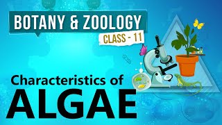 Characteristics of Algae  Kingdom Plantae  Biology Class 11 [upl. by Urbai]