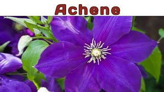 Achene achene fruit simple caryopsis clematis pericarp testa [upl. by Gisser]