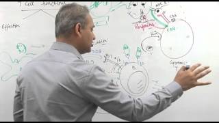 T cell functions Immunology lecture 10 part 5 [upl. by Thatch]