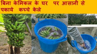 कच्चे केले कैसे पकाएंकच्चे केले पकाने का आसान तरीका l Banana ripening process I Ethylene l [upl. by Dyanne671]