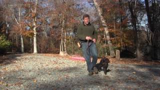 Boykin Spaniel Puppy Training  Winston Salem NC  Chickie [upl. by Tiffanle]