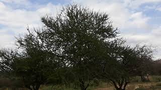 Maasai trees  Oltepesi acacia tortilis [upl. by Komsa831]