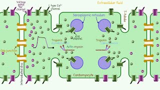 Spread of Impulse amp Excitation Contraction Coupling in Cardiac Muscle [upl. by Chelsy]