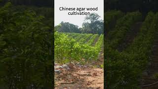 Aquilaria planting base in China oud [upl. by Katti]