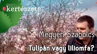 Tulipánfa vagy liliomfa  Megyeri Szabolcs Kertészete [upl. by Anitirhc]