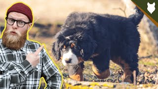 What To Do With A NEW BERNESE MOUNTAIN DOG PUPPY [upl. by Neyuq235]