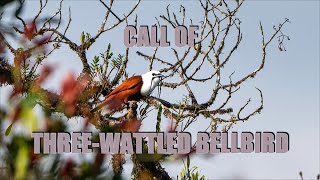 CALL OF THREE WATTLED BELLBIRD  COSTARICA 4K [upl. by Neerbas]