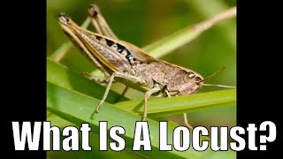 What is a locust [upl. by Ettevets905]