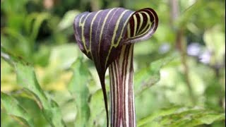 Arisaema The Cobra Lily [upl. by Marucci303]