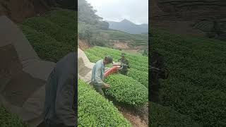 Tea picking process with handheld tea picker Good tools and machinery can increase work efficiency [upl. by Isied]