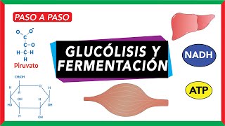 Glucólisis pasos y destino del piruvato fermentación [upl. by Ocisnarf]