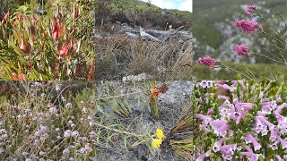 Fynbos Walk  Endemism of the Cape Flora [upl. by Nyvlem249]