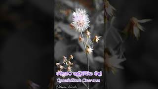 Cyanthillium cinereum මොනර කුඩුම්බිය tiktok flowers beautyofnature subscribe nature viral [upl. by Nivlam255]