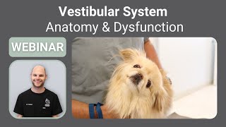 Vestibular System  Anatomy and Dysfunction  SEVN Webinar Series [upl. by Omrellig]