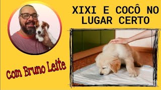 ENSINAR FILHOTE A FAZER XIXI E COCO NO LUGAR CERTO [upl. by Swor473]