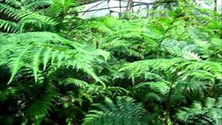 Cyathea cooperi Australian Tree Fern [upl. by Elrak]