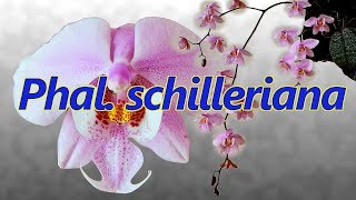 Phalaenopsis schilleriana Schillers Pink Moth Orchid [upl. by Eleph]