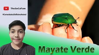 Cotinis Mutabilis quotMayate Verdequot CuriosidadesDelReinoAnimal 🦗🦟🐜❓❓ I TheSoCaFam [upl. by Arorua]