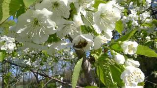 ImkerTV Imkerglück  Gärtnerglück  Gelbe Knorpelkirsche als Bienenweide [upl. by Lyons185]