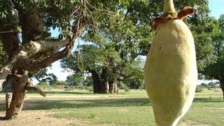 Baobab superfruit find out why you should be eating it [upl. by Milt496]