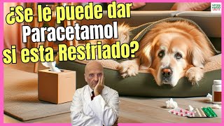 🔴 ¿SE LE PUEDE DAR PARACETAMOL A UN PERRO RESFRIADO 🔴 [upl. by Arlena556]