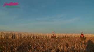 South Dakotas Great Pheasant Hunting [upl. by Millard]