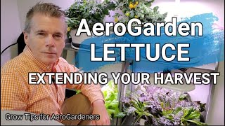 AeroGarden Lettuce 4 Month Harvests [upl. by Wardle]