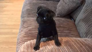 Batman Pug puppy screaming for dinner [upl. by Shererd479]