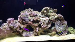 50 Gallon FOWLR Saltwater Aquarium in Office [upl. by Madian821]