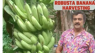 Banana harvesting  Robusta Harvesting banana  Village fruits channel [upl. by Melvena]