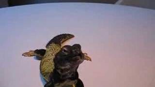 Uromastyx Thinks Hes a Dog [upl. by Ixela205]