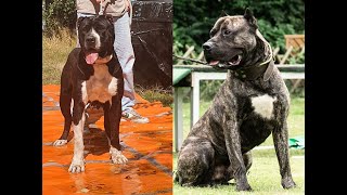 Valeria de Reganados amp XPaco de la Arena  Presa Canario playing  AVD Working Dogs 2022 [upl. by Riay]