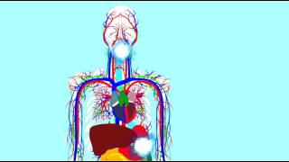 DIGESTIVE ENZYMES LIPASES 1 [upl. by Anialad124]